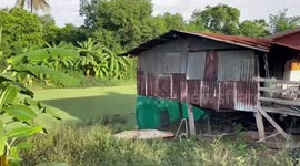 Disgusting moment 13ft-long python regurgitates two chickens it swallowed whole