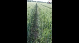 Wait till the end! Woman hides from dog to see if he'll search for her in heartwarming clip