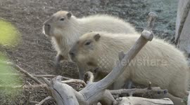A Checkup for These 2-Day-Old Capybaras Is Pretty Cute!