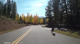 Dog run out in front of cyclist. Barking dog runs onto the road