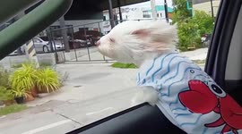 Fluffy pet dog sticks head out from car to feel breeze