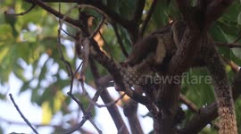 Sri Lanka likely to delist menacing grizzled giant squirrel as national animal