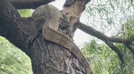 Monitor lizards chill in Lumpini Park in Bangkok, Thailand