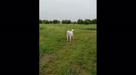 Super annoyed dog!! Owner tries to continue the walk, but the dog doesnt like it a bit and makes a face