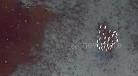 Dinner for ducks: Drone footage shows rice paddies covered with carpet of deep red Azolla ferns