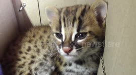 Cute baby bobcat rescued from dog attack in Indonesia