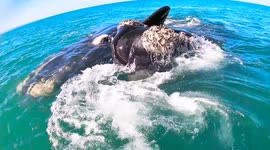 Southern right whales near Mosselbay South Africa