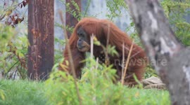 RAW VIDEO: New App Launched On World Orangutan Day To Help Shoppers Save Primate's Rainforest Habitat 2/2