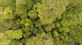 RAW VIDEO: New App Launched On World Orangutan Day To Help Shoppers Save Primate's Rainforest Habitat 1/2