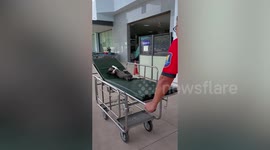 Stray cat lightens up mood at hospital by napping on emergency stretcher