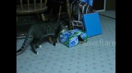 Cat Sticks Head in Soda Box