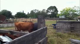 Bull Gets Tire Caught on Head