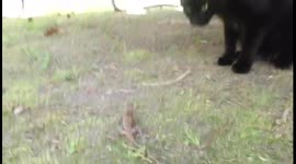 Cat vs. Lizard