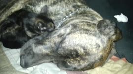 Cat Cuddles With Dog