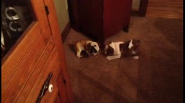 Bulldog Barks at Statue