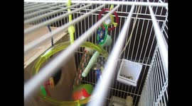 Bird Grooves to Song