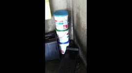 Raccoons in the Garage