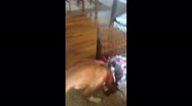 Dog Opens Kennel