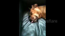Sleeping Dog's Tongue