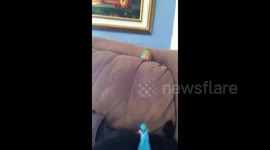 Dog Wants to Play With Parrot