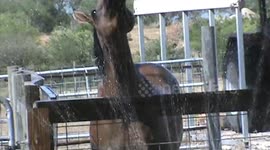 Horse Drinks from Sprinkler