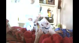 Chihuahuas Lick Lollipop