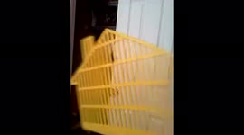 Fly Trapped in Swatter