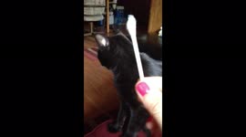Cat Loves Q-Tipx