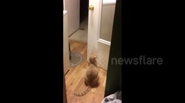 Cat Swats at Reflection