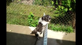 Dog Tries To Get Over Fence