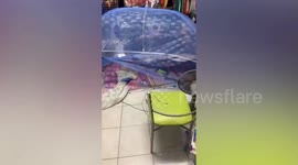 Hero pet cat alerts family when wild cobra slithered into home as they slept