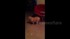 Dog Befriends Rabbit