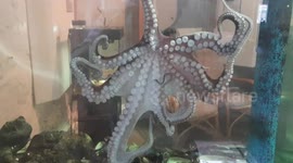 Curious octopus playing in his tank at the museum whenever tourists come near.