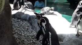 Penguins Chase Reflection