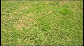 Dog Jumps Through Sprinkler