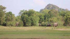 Bikers chase away wild elephants in central Sri Lanka