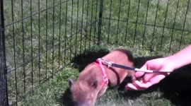 Man Scratches Piglet