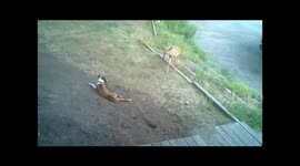 Dog Plays With Deer