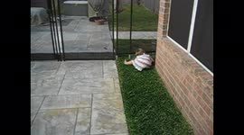 Girl Crawls Under Fence