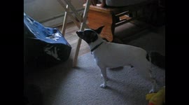 Dog Wants to Play with Friend