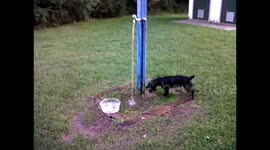 Dog Plays in Water Fountain