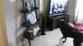 Dog Reunited With Deployed Dad