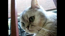 Cat Training for Army