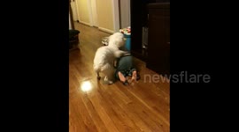 Dog and Baby Dance