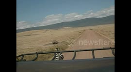 Zebra Scratches Butt On Rock