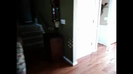 Dog Doesn't Like UPS