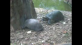 Orangutan Plays With Turtle