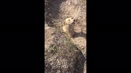 RAW VIDEO: Incredible Moment Man Rescues Dog Stuck Up To Her Neck And Her Buried Puppies 2/2