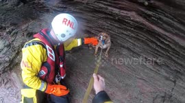 Pet dog rescued after falling 100ft down cliff next to sea in Devon, England