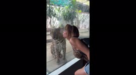 The leopard reacted funny to the kiss of the girl through the glass!